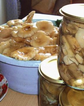 Грибы сыроежки на зиму