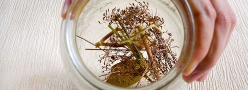 хрустящие кабачки на зиму. Шаг 2