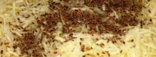 квашеная капуста с укропом. Шаг 2