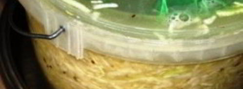 квашеная капуста с укропом. Шаг 3