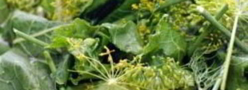 маринованные огурцы без стерилизации. Шаг 2