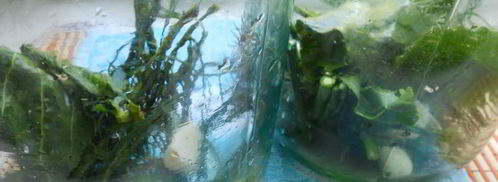 маринованные огурцы с семенами горчицы. Шаг 2