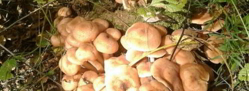 маринованные опята бабушкины. Шаг 5