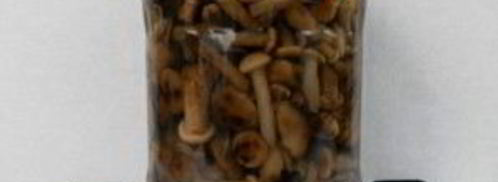 маринованные опята в мультиварке. Шаг 4