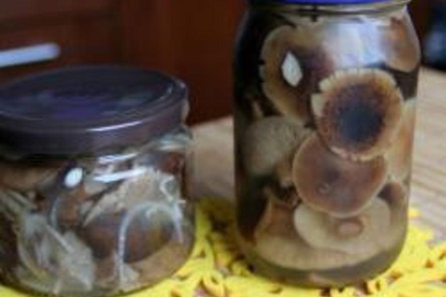 Рецепт маринованные опята