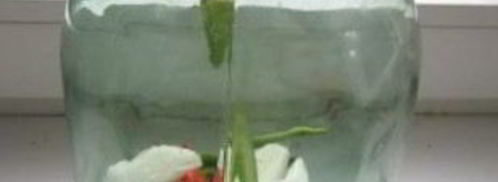 сладкие помидоры на зиму. Шаг 2