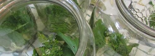 консервированные помидоры. Шаг 3