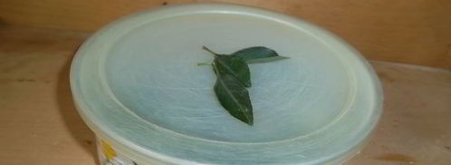 малосольные огурцы к обеду. Шаг 7