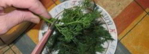 малосольные помидоры. Шаг 2