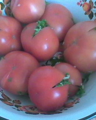 Соленые бурые помидоры
