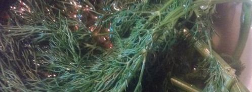 срочные малосольные огурцы. Шаг 4