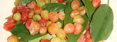 крыжовенное варенье царское. Шаг 3