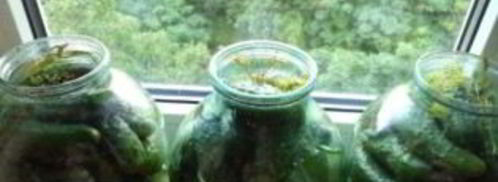 засолка огурцов в банках. Шаг 4