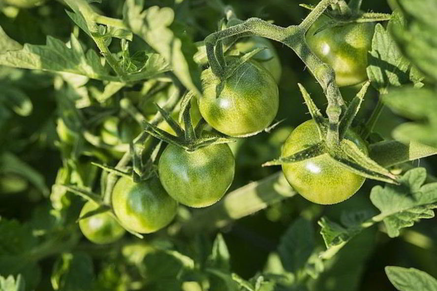 Рецепт икра из зеленых помидор