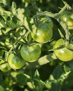 Икра из зеленых помидор