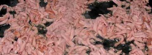 фриттата с зеленым горошком, ветчиной и луком. Шаг 20