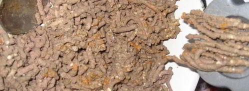 паштет с вялеными томатами и изюмом по-чешски. Шаг 5