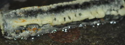 горячие роллы с креветками. Шаг 7