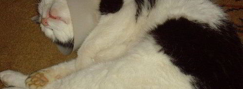 спринг-роллы с лососем и свежим шпинатом. Шаг 14