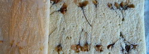 бисквитный рулет с яблочным парфе. Шаг 13