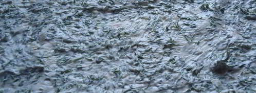 рулет из лаваша с семгой. Шаг 5