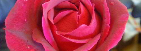 летний ягодный тарт и ягодный сорбе. Шаг 7