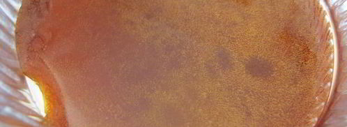 тарт татэн. Шаг 3