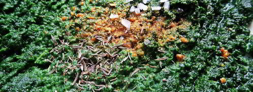 глазунья, запеченная в шпинате. Шаг 2