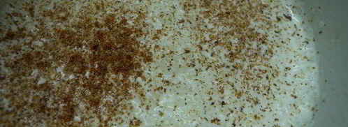 жюльен. Шаг 5